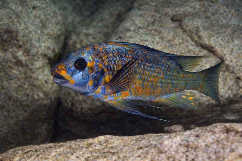 Petrochromis sp. 'kasumbe' Ifala